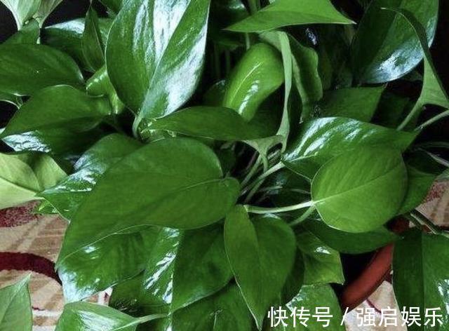 虎皮兰、绿萝都喜欢“它”,花盆里“垫1块”,29天爆盆,旺盛!