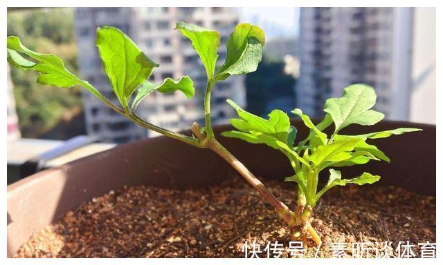 施肥|她养铁线莲，每年早做三件事，从不为开花发愁，今年我要向她学习