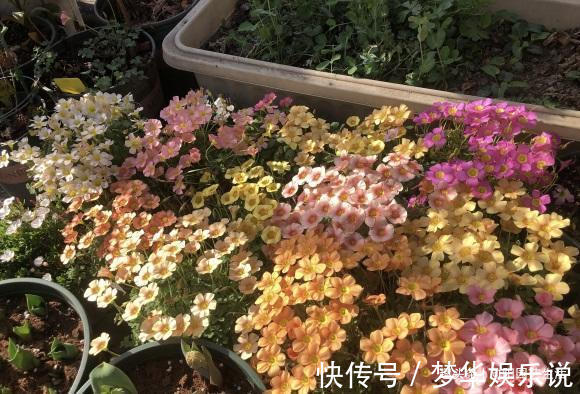 夏天|夏天疯狂开花的酢浆草,价格很便宜,买几个,埋到土里就开花
