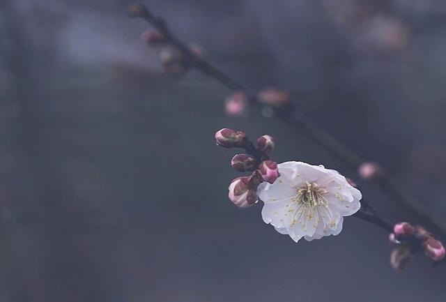 老年|“殷勤谢红叶，好去到人间”，人世恬淡，随缘自在