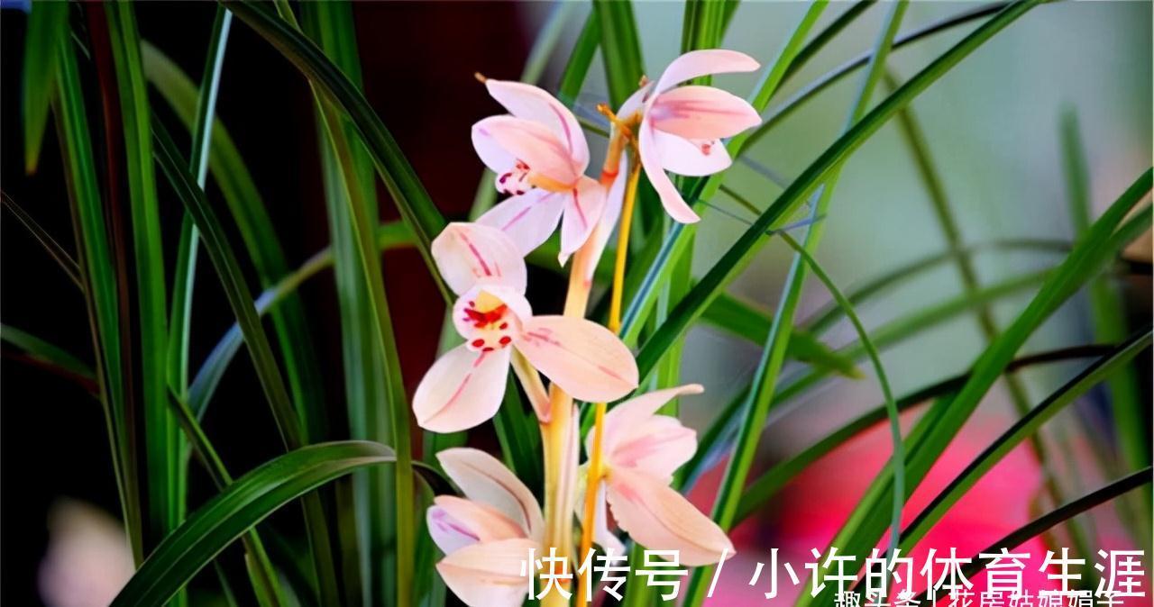 9种花卉在冬季能开出迷人的花朵，实至名归的年宵花，风靡花友圈