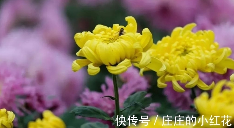 春节很讲究，奶奶说多养吉祥花，吉祥如意又安泰，花开清香优雅