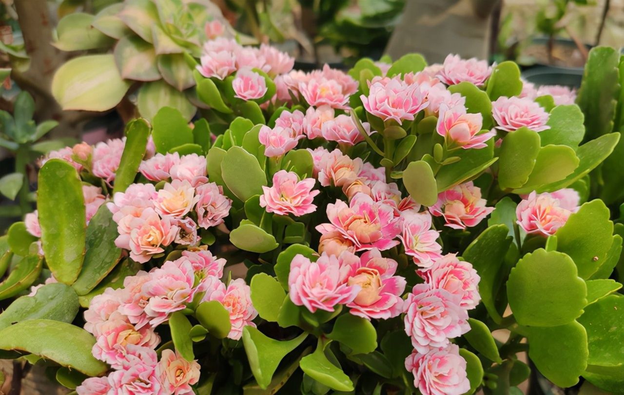 长寿花总“装菜”,赶紧“虐一虐”,加快分化,开春就能闻到花香