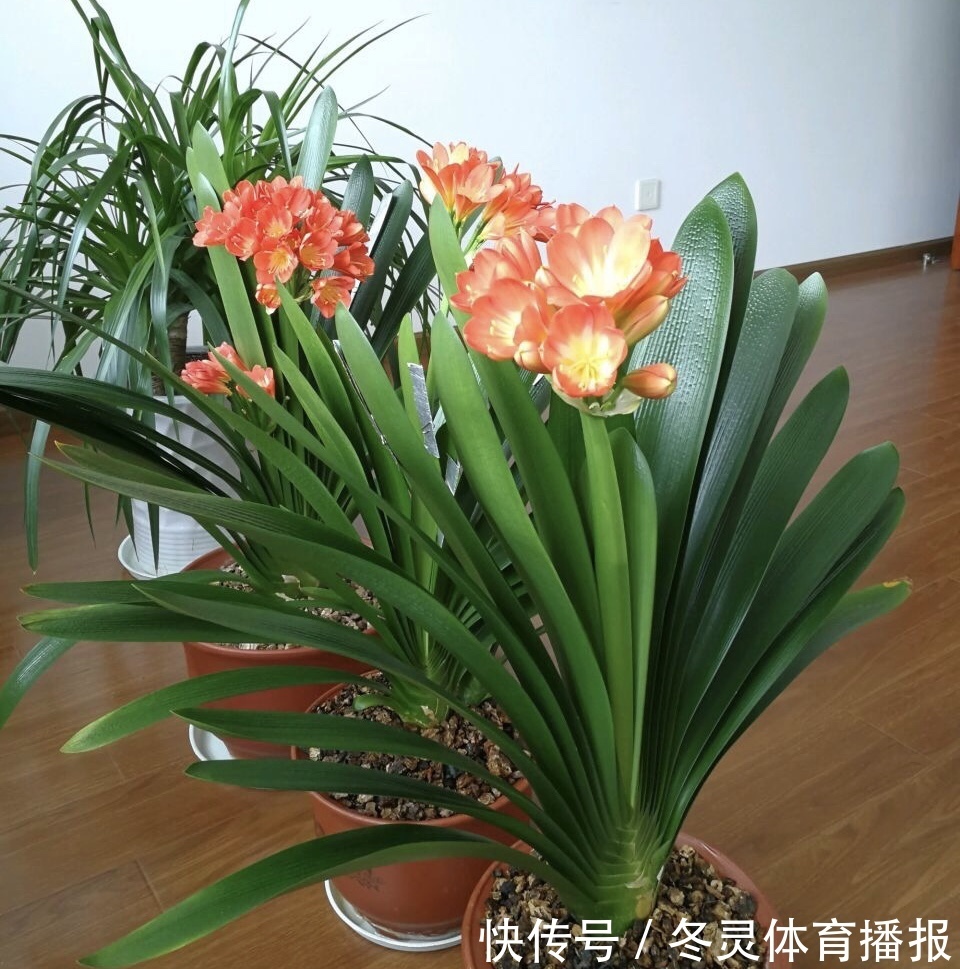 她养君子兰有3个“秘诀”,开春长满“花包子”,阳台变花园