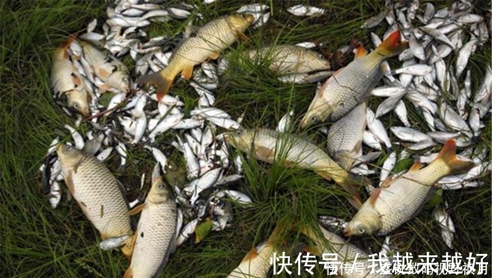 黄颡鱼|夏季钓鱼，出门之前先看“天”，遇上这些天气时，爆护的机会来了