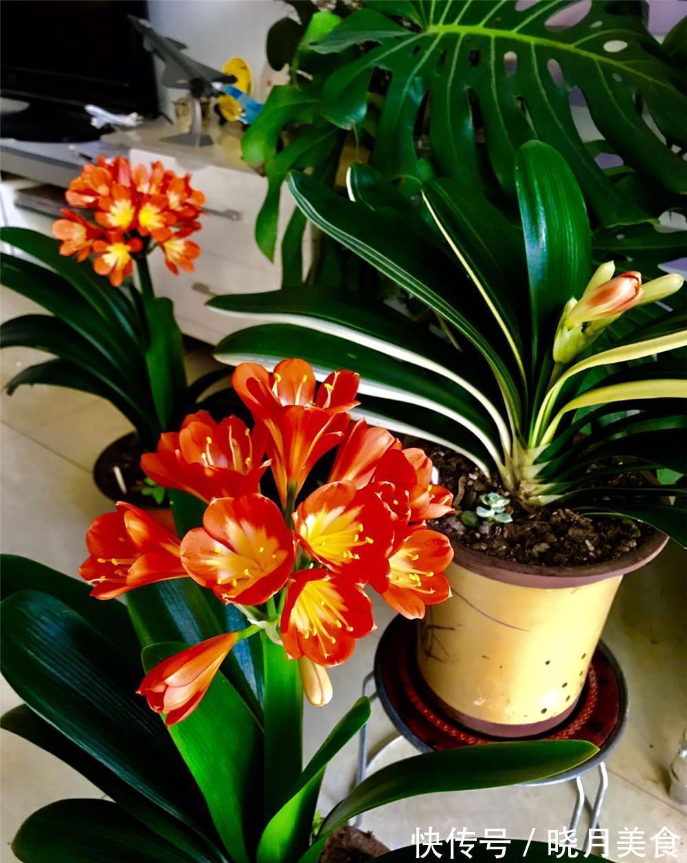 龟背竹|5种“大盆花”适合养客厅，旺家有格调，吉祥好养，易成“老桩”