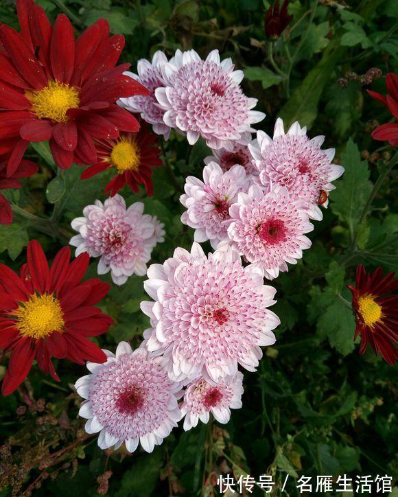 6种“漂亮花”,农村特别多,种一棵就开成花海,秋天赶快种起来