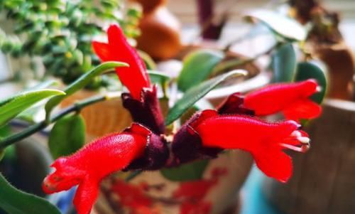  漂亮|4种花人见人爱，插枝就能活，全年开花，漂亮又喜庆，室内也能养