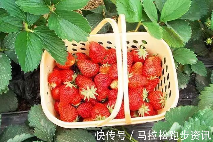 半程马拉松|倒计时2天!2022年首场金牌马拉松新闻发布会及报名即将开启!