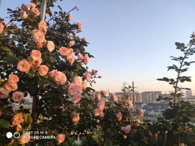 圆滚滚的绣球,瀑布般的花墙,这届花友也太会种花了吧