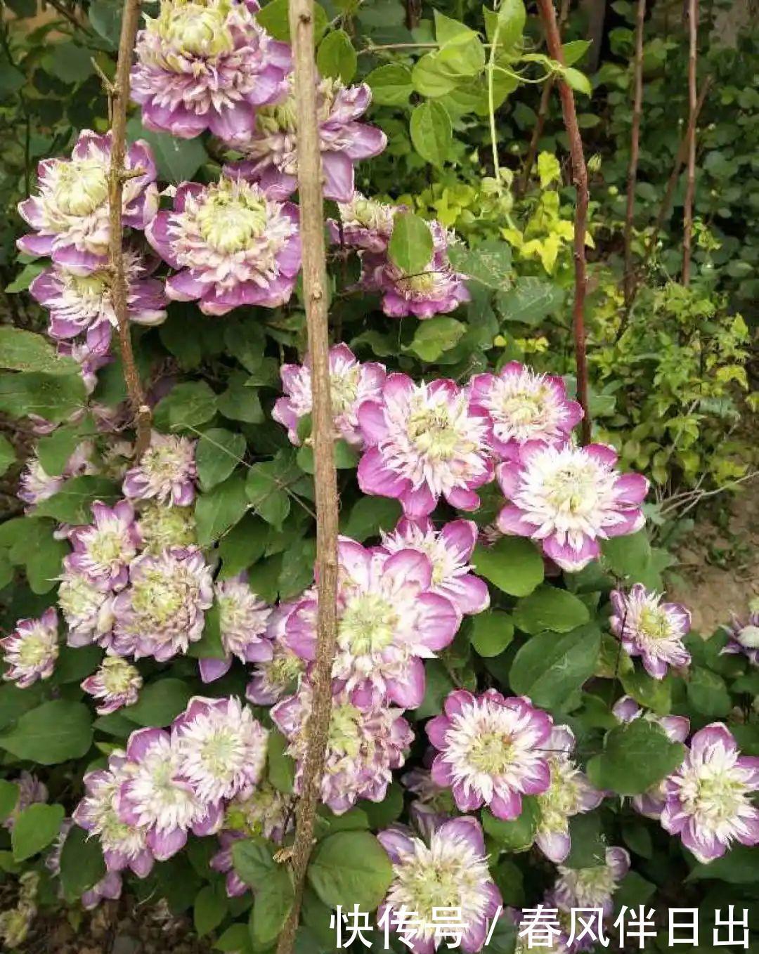 超级耐旱花,整个冬天不浇水,还能胖一圈!