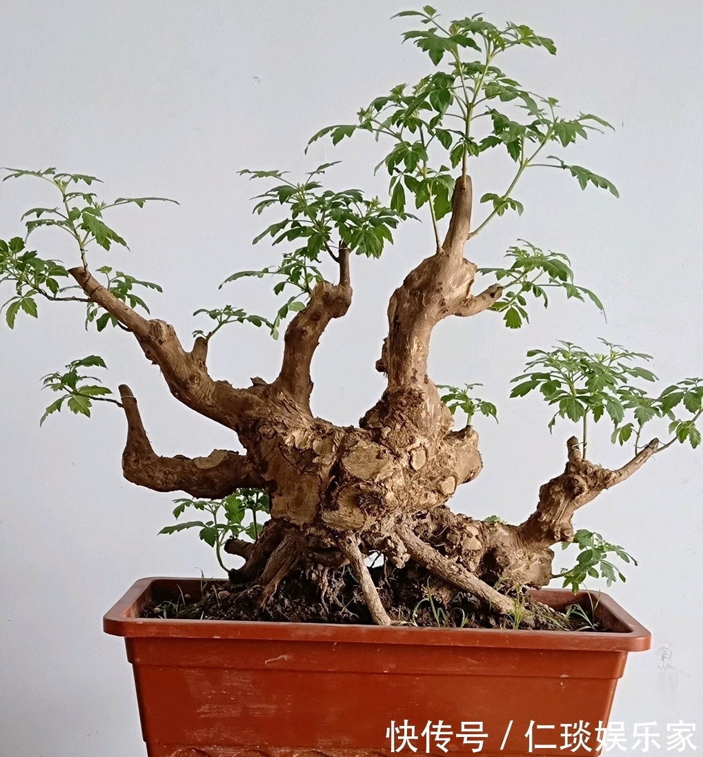 修剪黄荆老桩头你还在用草木灰涂抹剪口吗伤口愈合剂了解一下