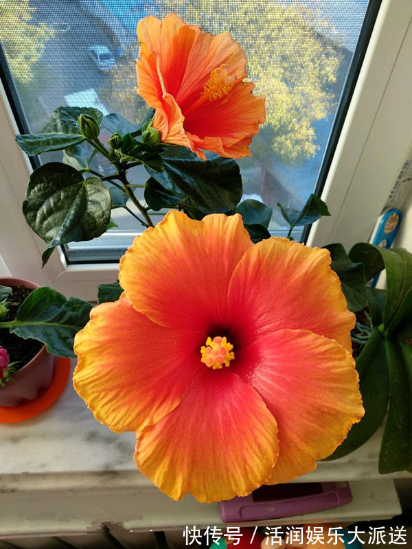 喜欢菊花,不如养盆“牡丹名品”岛大臣,花团锦簇,娇艳多姿!