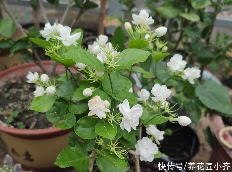 漂亮|4种植物开花漂亮，想要接着再开花，修剪才能开爆盆