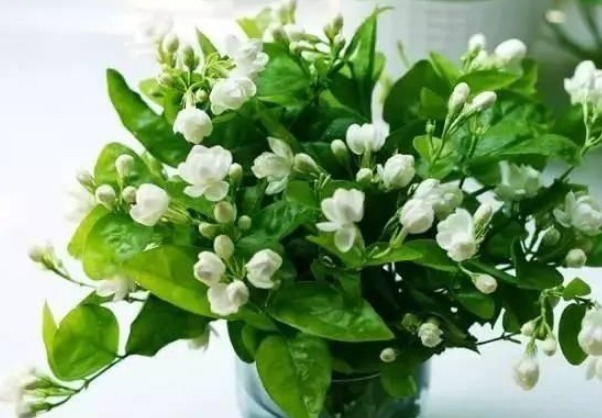 tvoc|“5种花”一定要养,人养花,花也养人,越养家里越清新、添福气