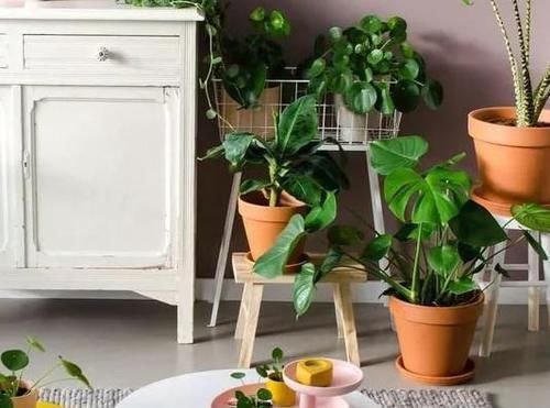 家庭盆栽花草，怕黄叶烂根就喂点药，这些越过期效果越好