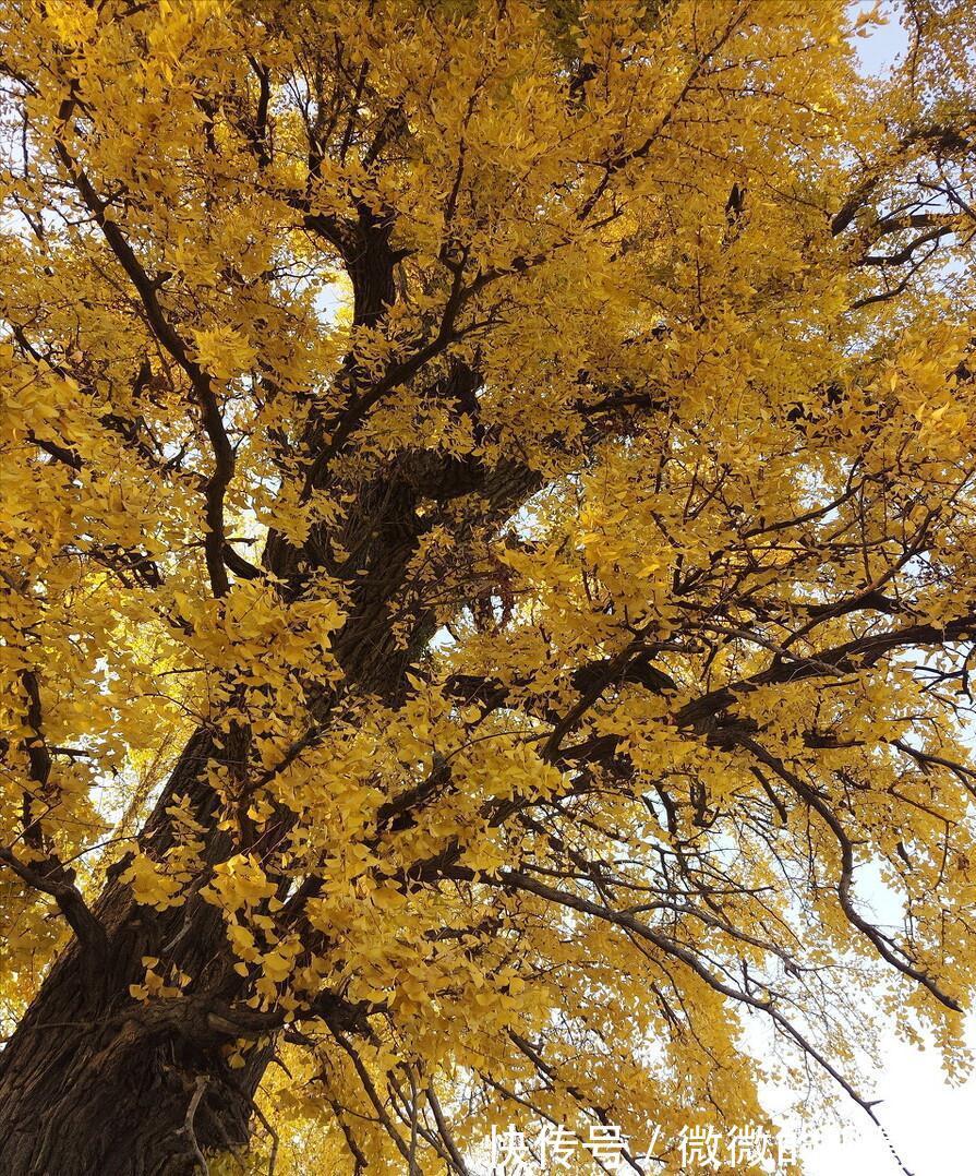 7种“旺宅树”，家有空地建议种一棵，能吃好看，旺财添福寓意好