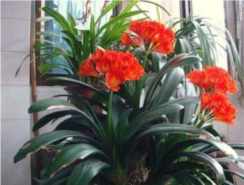 君子兰开花的关键在养根,做好这5点,让你开花不断