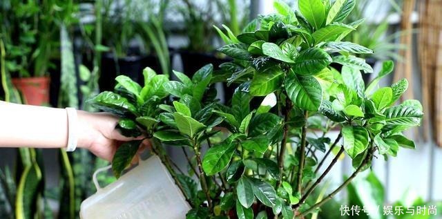 厨房一种调味料，养花3个用法，分分钟拯救黄叶，比硫酸亚铁都强！