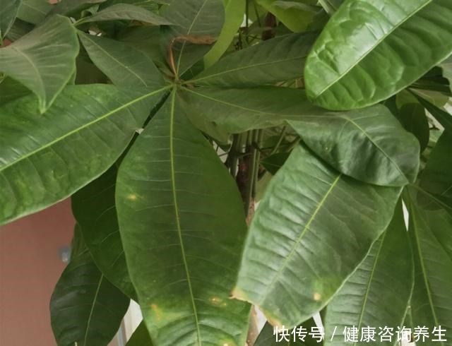 养发财树,别老犯这5个“错误”,现在改还来得及!