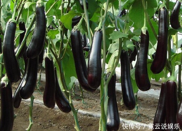 它和土豆的完美結(jié)合，排毒清垃圾，臉色更紅潤，勝過補(bǔ)藥！