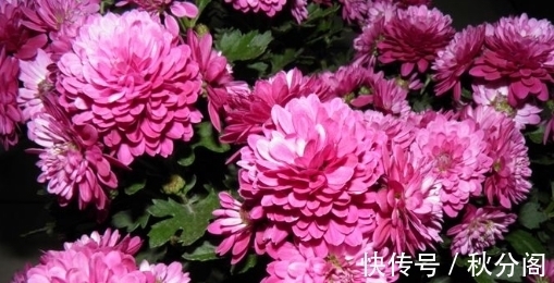 喜欢菊花都知道,不妨在家养盆“富贵菊”吧,花色鲜艳,寓意好
