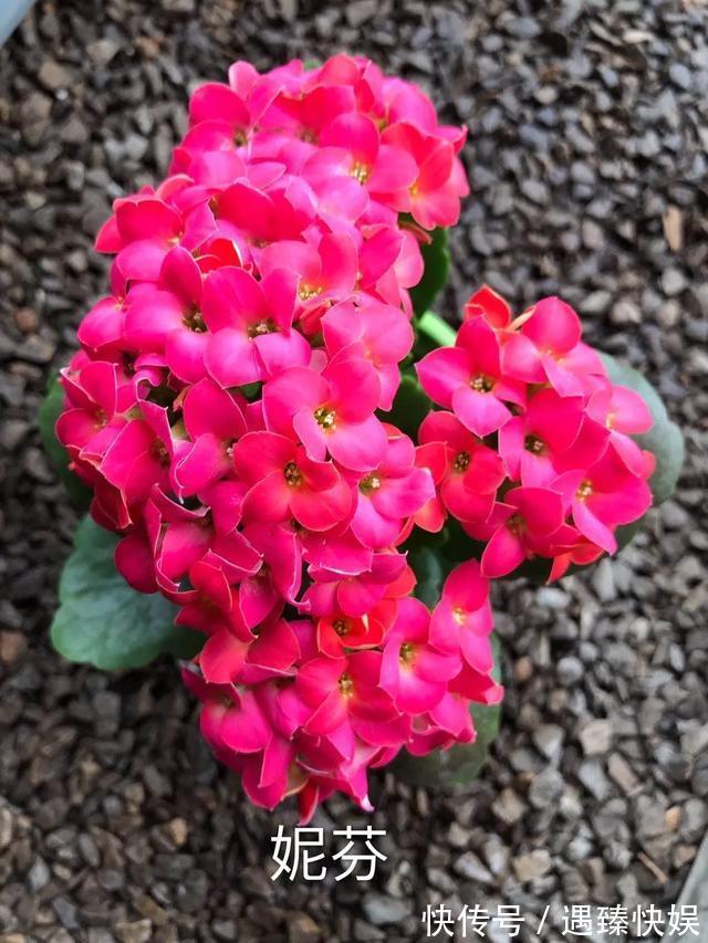 长寿花17个品种，个个都是爆花机器，谁见了都夸！