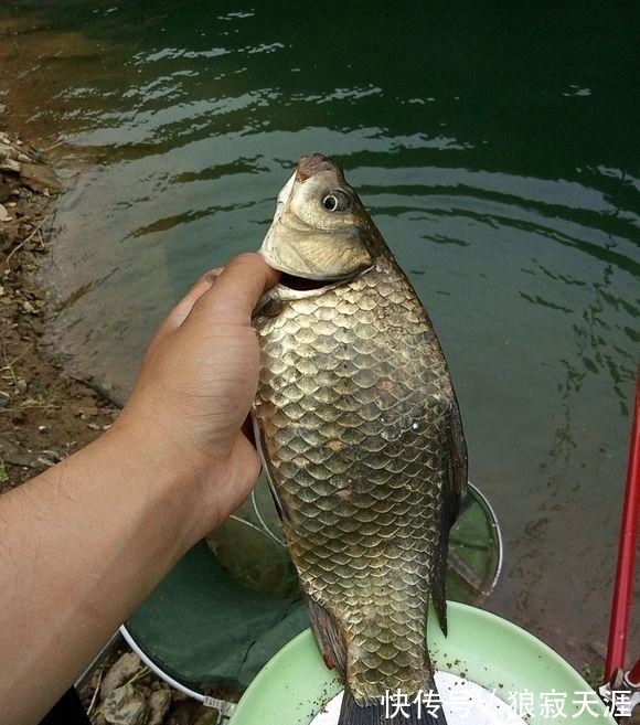 野钓|春节前后钓鱼攻略，过年菜指望得上，都说老家资源好看你钓多少