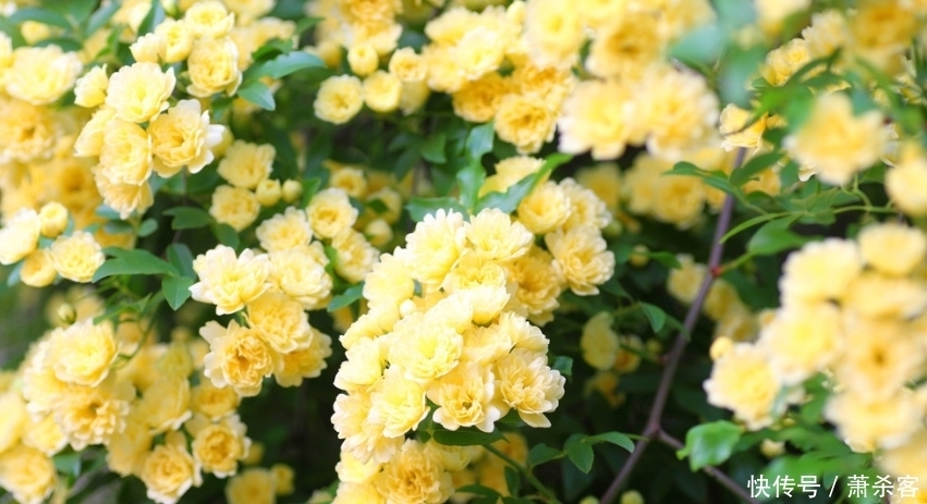 4种花养家里,满屋飘香,好养又漂亮,爆起盆阳台美成“花海”!