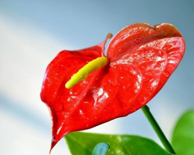 3种彩头花，寓意美好花量大，适当养护就能爆盆吉祥如意