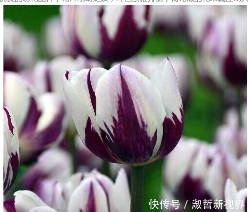 植物|养花肥难找原来白糖才是最好有肥料,从此不用买高价花肥了