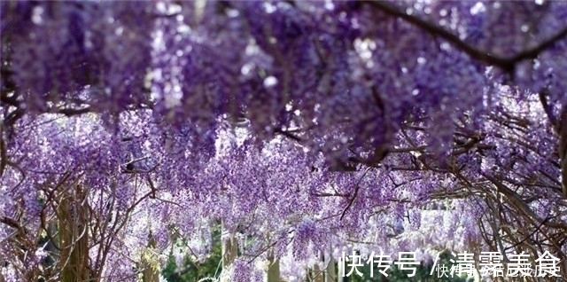 春暮|紫藤古诗七首:绶花空结紫藤高,紫藤花落午微风