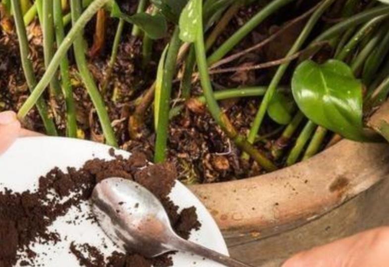 土壤|养花想盆栽土越来越肥沃,想不年年换土,隔3个月添些它就搞定
