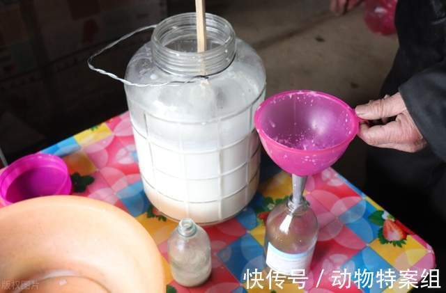 睾丸炎|一男孩喝羊奶,喝出了事情,医生说:未来可能会面临不育的风险