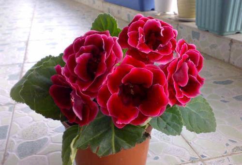 高颜值|家里采光不好也能养花,这几种高颜值花,摆在阳台就能开爆