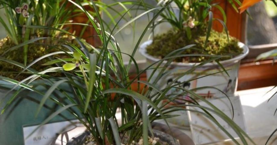 兰花最怕“上干下湿”，教你3招有效改善，根系健壮不空根