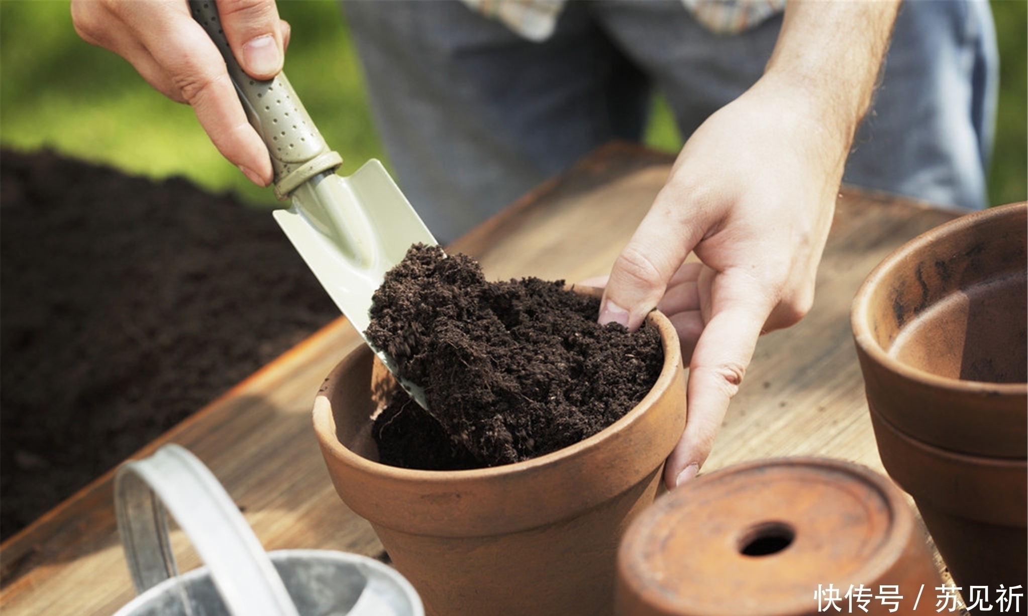 长寿花爱“吃酸”，添点“酸料”、倒点“酸水”，花朵艳丽又多姿