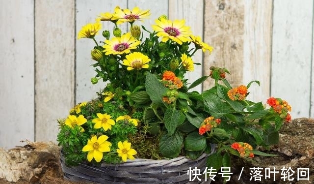 小苏打养花的3大好处,改良土壤、除臭、延长花期,你全懂吗?