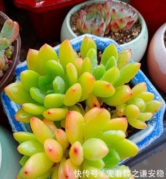 封闭阳台养多肉，很容易徒长，别再养景天科肉肉了，试试这一种