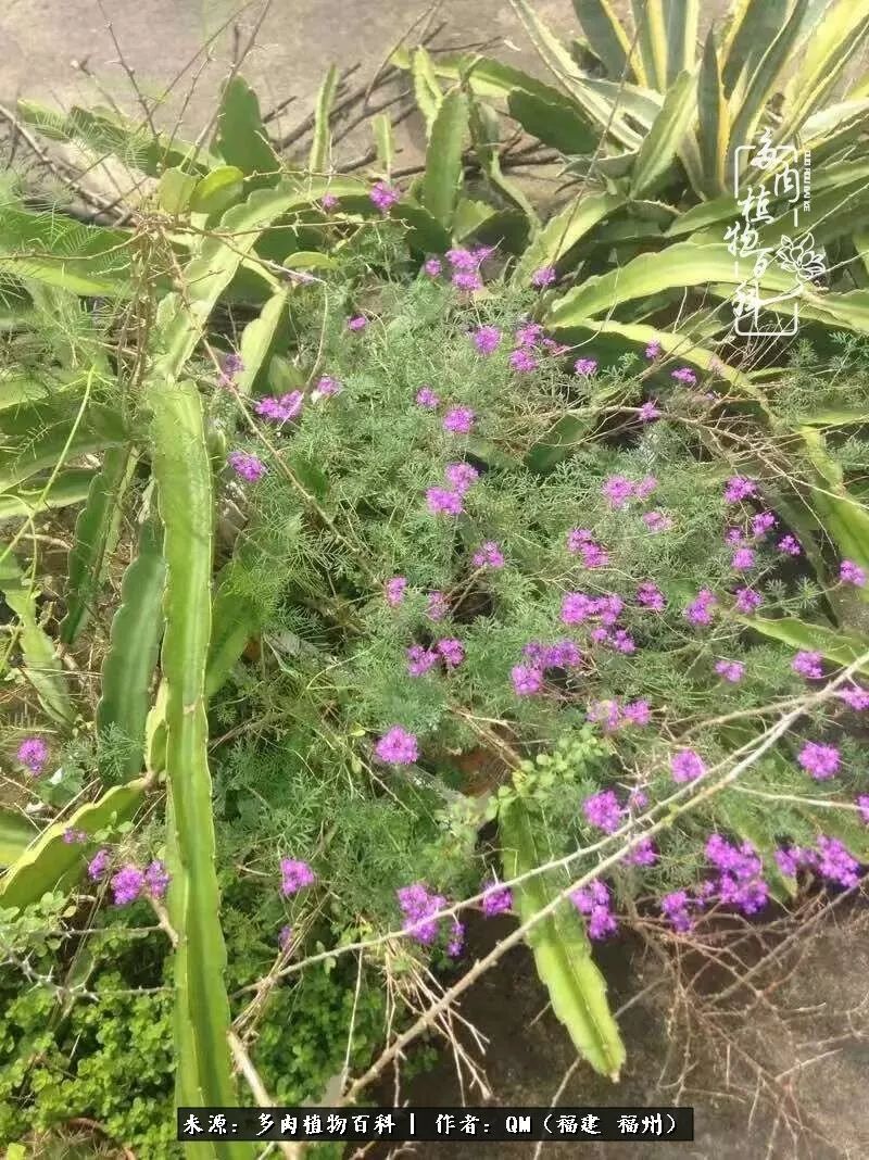 寒山转苍翠,秋水日潺湲——多肉未央,睹物思人!