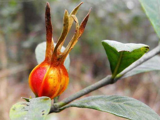 茜草科|枸杞能降尿酸医生这是不可能的，降尿酸最管用的食物是这个