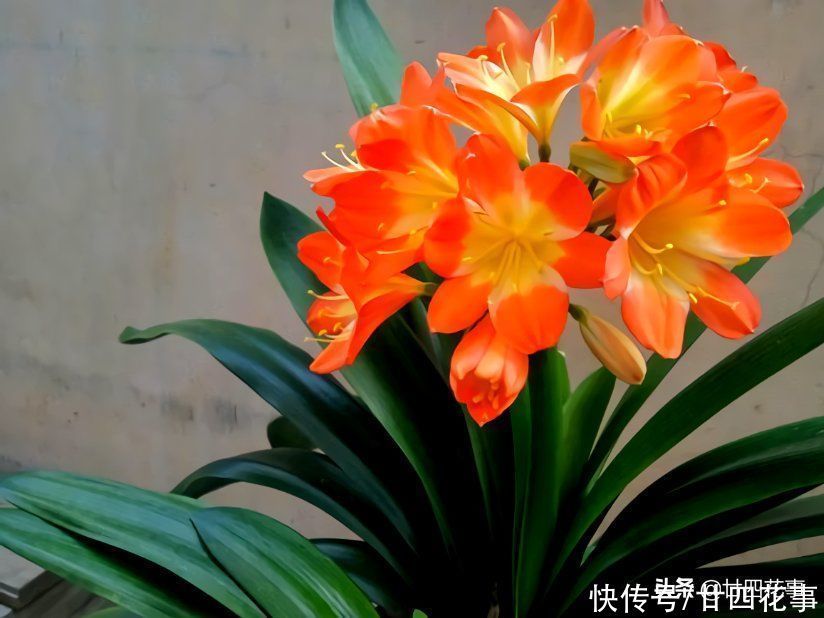 浇水|君子兰秋天翻盆,有5段“顺口溜”,简单好学,新手照做即可