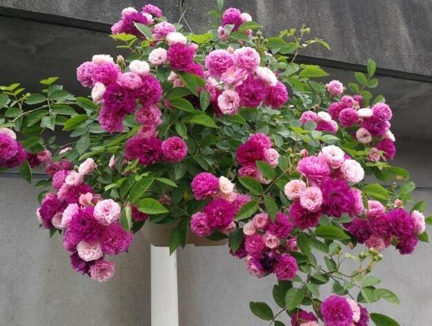 李小姐养1盆“开花机器”,一年开花300多天,好养又漂亮,还特香