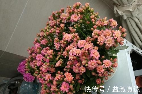 家里的橘子皮别丢了,用来养长寿花,酸性大肥力足,叶绿开花美!