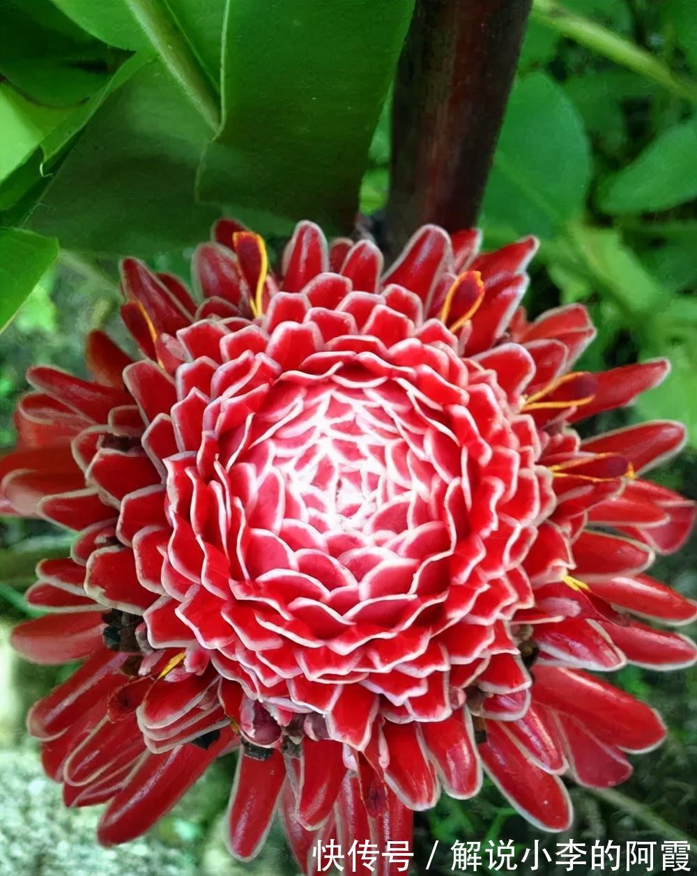 金色“大莲花”好看还好吃,“巨大神秘”的花,你肯定没见过