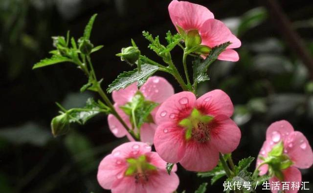 棒棒糖形状的小木槿养成,别看它瘦瘦的,注意养护开花真的很简单