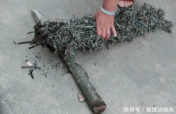 蚊子就怕“它”,洗凈曬干放臥室里,不用掛蚊帳,也能睡安穩覺