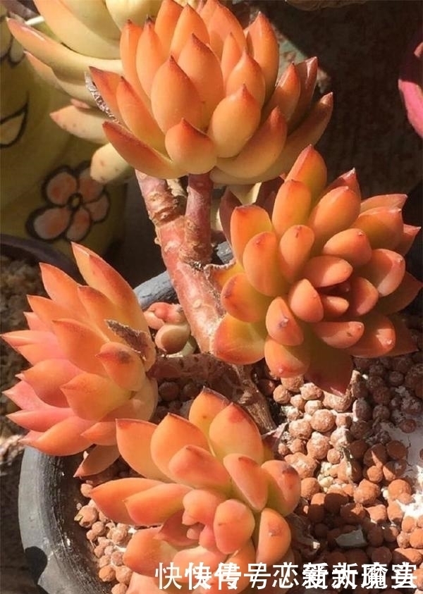 肉肉|只有少数人才知道，用这种方法，短时间就能让多肉植物变旺盛！