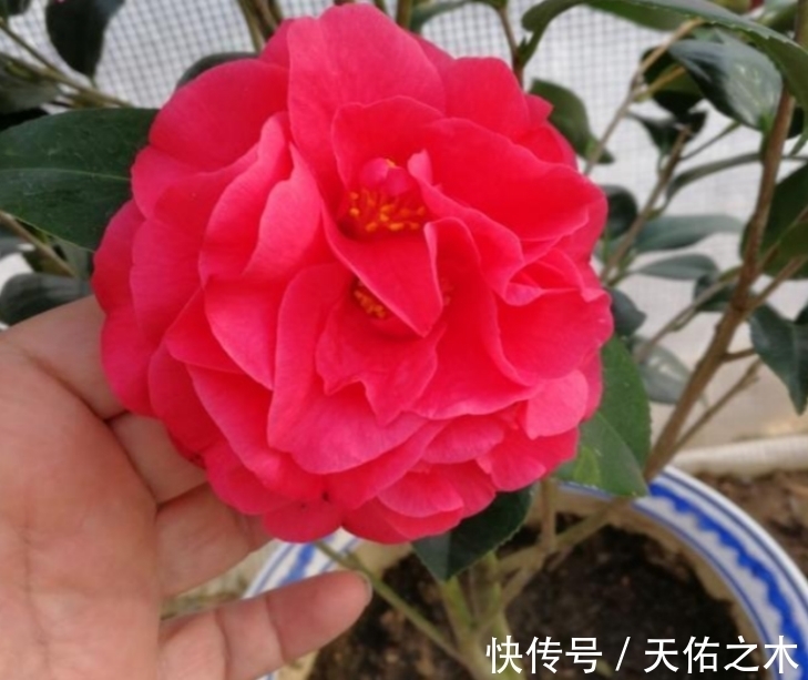 茶花|比牡丹还美的茶花，花大色艳浓香，花开一茬接一茬，好看又好养