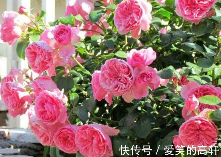 太阳花|家里就养4种花，沾土就活，不用管也能花开不断，一开100天